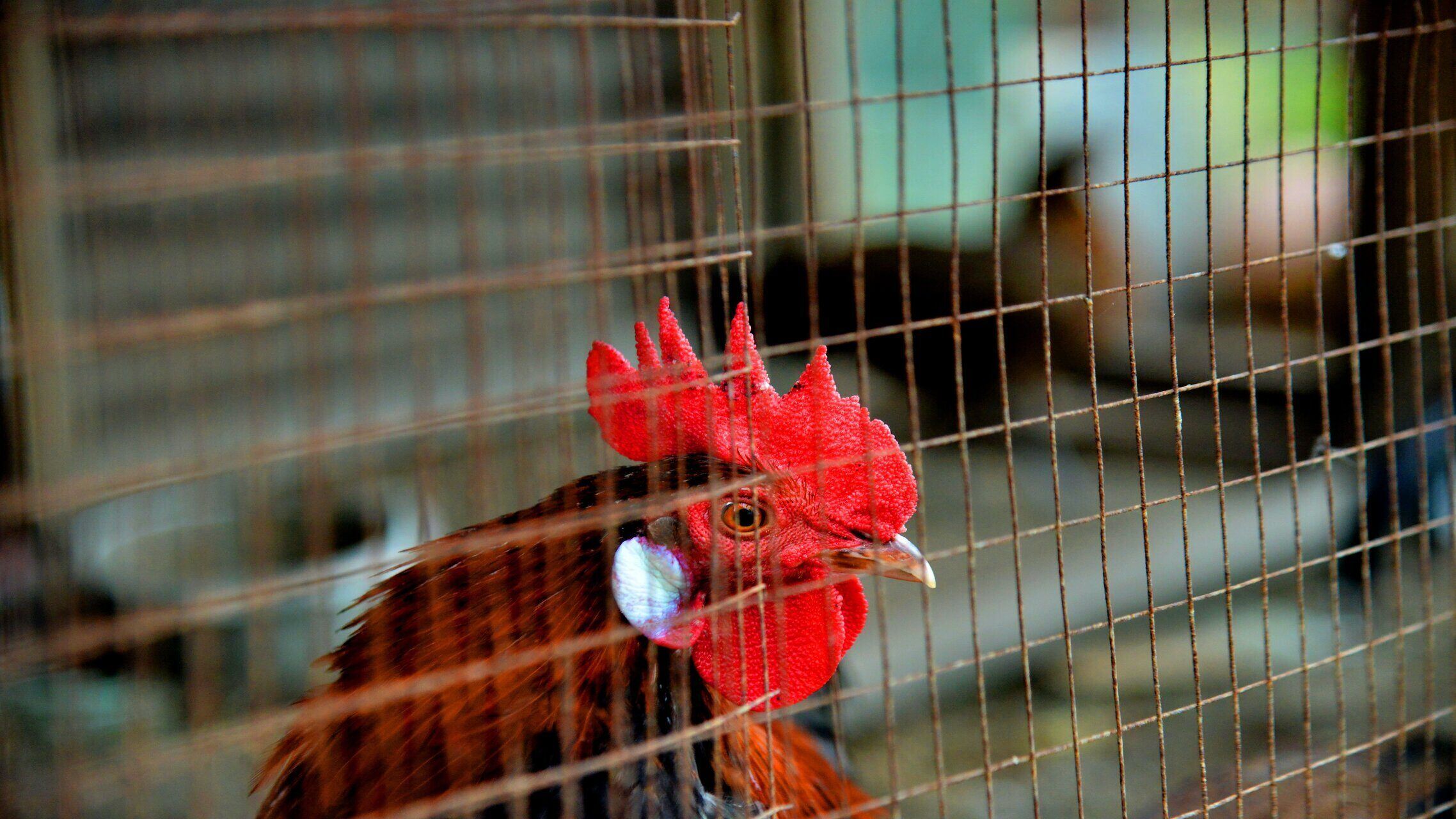 indian-police-take-fighting-rooster-into-custody-for-killing-its-owner